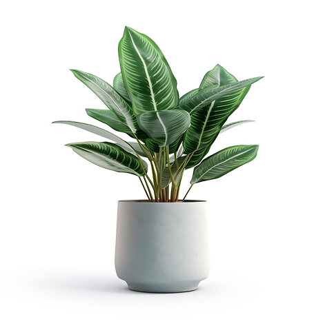 house-plant