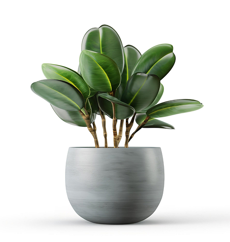 outdoor-plant