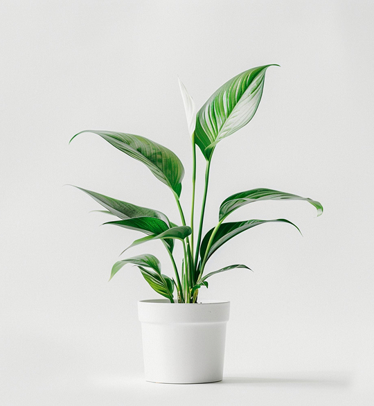 product-06